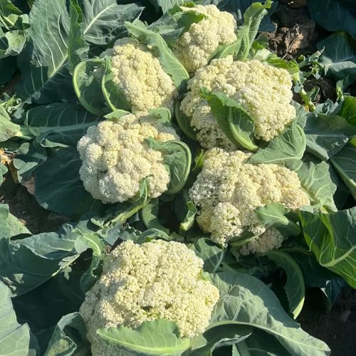 blumenkohl samen, winterblumenkohl gartenkräuter samen, gemüse anzucht blumenkohlsamen gemüsesamen winterhart, saatgut alte sorten gemüse bio saatgut, gewächshaus balkon gemüsesamen & 200pcs