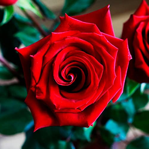 Bare Root Roses Plants 'Ruby Wedding' Hybrid Tea Bush Rose Rosa Hardy Shrub Scented Double Red Blooms Easy to Grow Your Own Garden Flowers, 1x Bare Root Plant by Thompson & Morgan