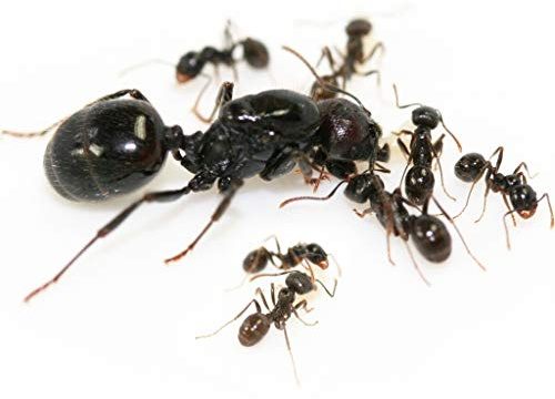 Messor Barbarus Harvestor Ant Colony Best Ants UK (Queen with eggs)