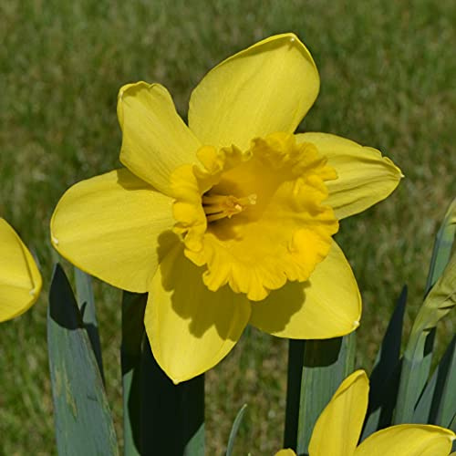 Blumenzwiebeln Narzissenzwiebeln Trompeten Narzissen Golden Harvest (50 Zwiebeln)