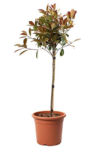 KENTIS - Photinia × Fraseri Red Robin - Plantes de Haie Sempervirentes - Vraies Plantes d'Extérieur Résistantes - 1/4 Tige H 80-100 cm Pot Ø 24 cm