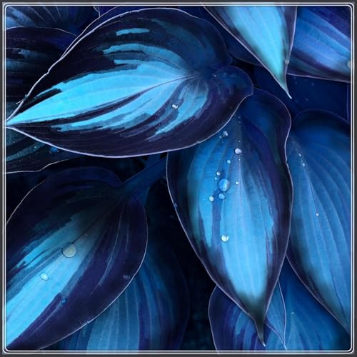 Matas Voluminosas y Decorativas - Hojas Majestuosas y Aterciopeladas- Bulbos de Hosta - Ideal para Sombra-4 Bulbos-C