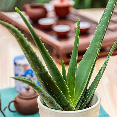 Indoor Aloe Vera Barbadensis | Ideal for Home or Office | 25-35cm Incl. Pot