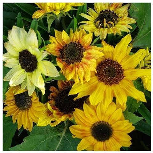 PREMIER SEEDS DIRECT Sunflower Dwarf Fantasy Mix - 50 Finest Seeds