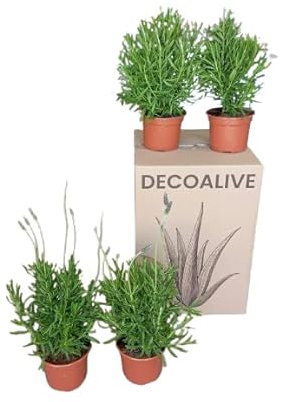 Cuatro Plantas de Lavanda Natural Crea un Jardín con Fragancia Única