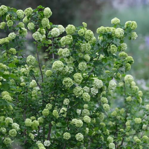Semillas de hortensia bola nieve, semillas verano raras invernaderos balcón arbustos en resistentes decoración jardín arbustos 40pcs