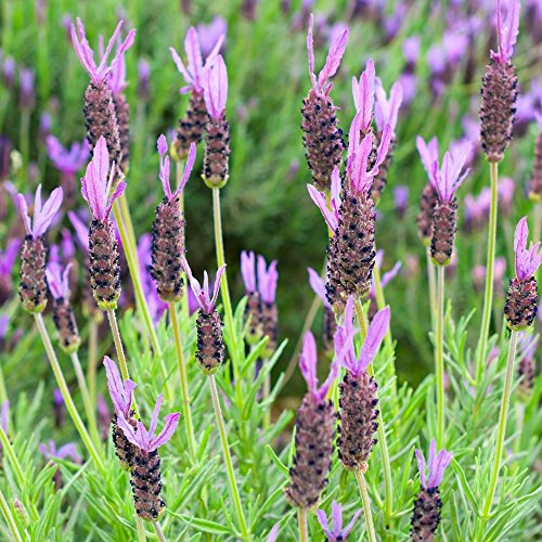 Lavande française, Espagnol, Graines de lavande - Lavandula Gardens4you Pot