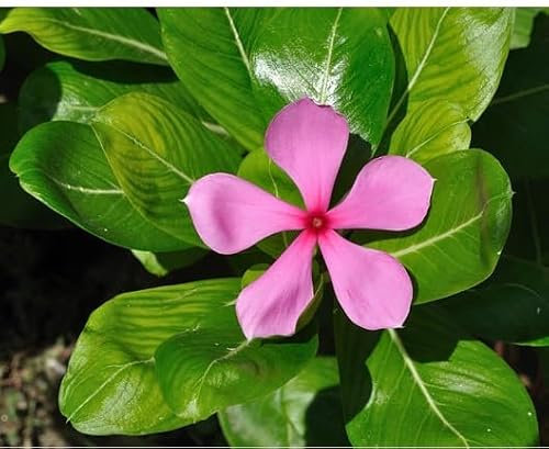 40 graines de fleurs de rosier