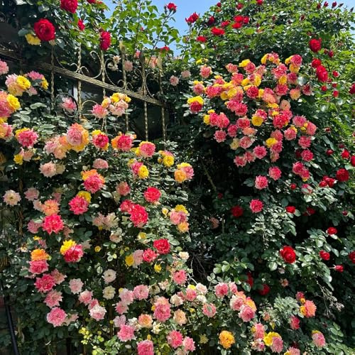 semillas resistentes de rosal, perennes Rosas trepadoras jardin, para balcon, 250pcs