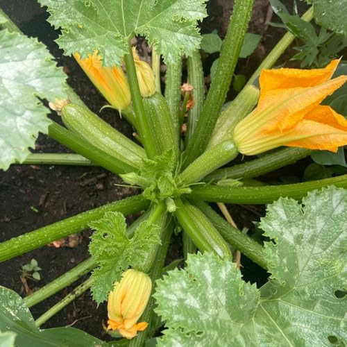 semi di zucchine, perenni resistenti giardino, varietà antiche, balcone 300pcs