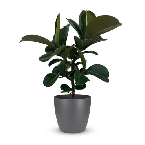 Pianta di gomma - Ficus Elastica Cloe - Verde - A bassa manutenzione - con Potter Grey - 55-65cm - Ø19cm - Pianta d'appartamento - Sempreverde