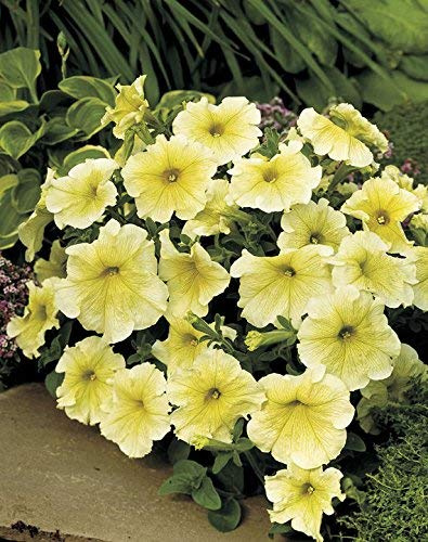 vegherb Frische 500 semi - Petunie Grandi Gelbes Blumensamen