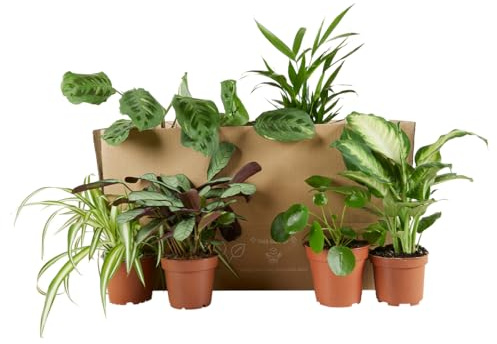 Bloomique - Lot de 6 - Plante surprise - Mélange de plantes vertes - Plantes d'intérieur - Facile d'entretien - Purificateur d'air - Hauteur 25-50 cm - Pot 12 cm