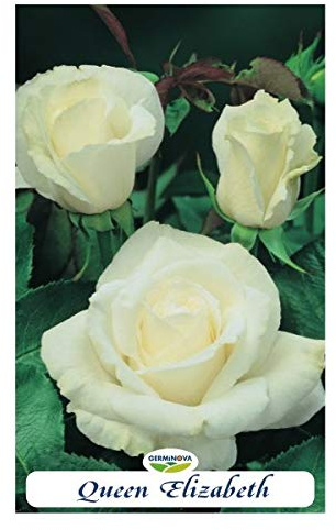 Rosal grandiflora color Blanco - Queen Elisabeth en bolsa (en cepellón)