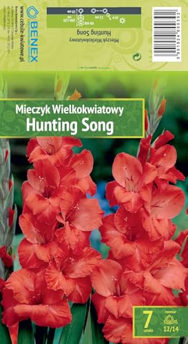 AGRONOM | GLADIOLOS - HUNTING SONG | Bulbos de flores perennes | Flores rojas | Cultivadas en jardines de flores y céspedes floridos | 7 bulbos