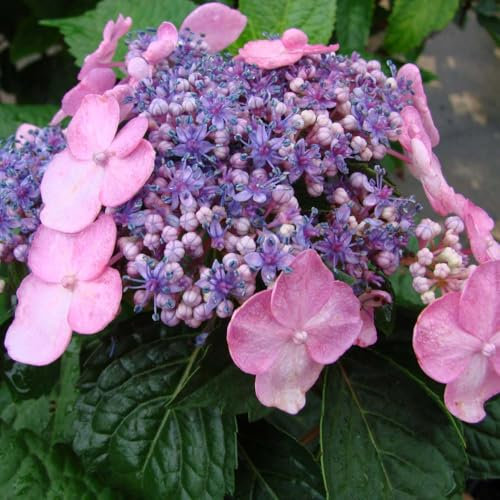Hydrangea Macrophylla 'Endless Summer - Twist & Shout' Reblooming Lacecap Hydrangea Mauve Pink or Blue Flowers Sturdy Red Stems 2X 3 Litre Pots by Thompson and Morgan