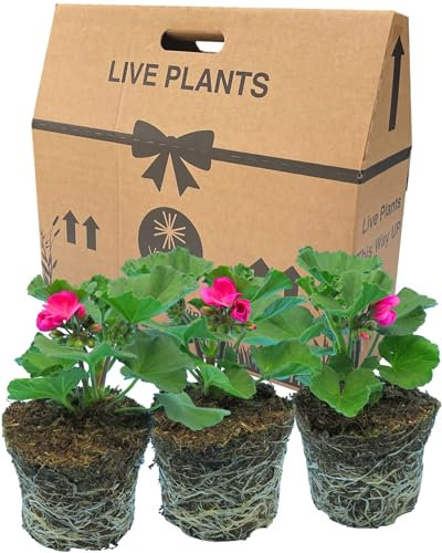 Geranium Plants Live for Planting - 3 Large 1ltr Pot Size Garden Ready, Well Rooted, Established Pot Bedding. Add Flower Colour to Containers, Baskets, Patios & Beds. Dolce Vita Lavender Pink Flowers
