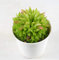 Pianta Grassa Haworthia Cooperi, Vaso 10cm, Altezza 5/10 cm
