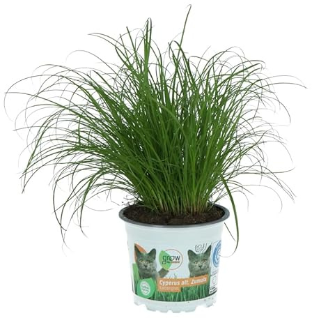 Hierba Gatera en Maceta – Planta Viva de Cyperus para Hogares con Gatos