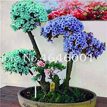 . 100 Pcs/Sac Japonais Azalea rhododendrons Azalea Fleur Arbre Plante en Pot Bricolage Jardin Décoration Planten: 19