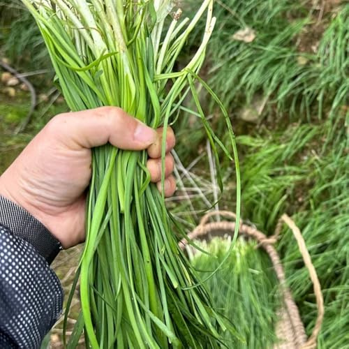 Semi di cipollina - Allium tuberosum - vecchie varietà resistenti per il giardino semi di antichi acquistare 500pcs