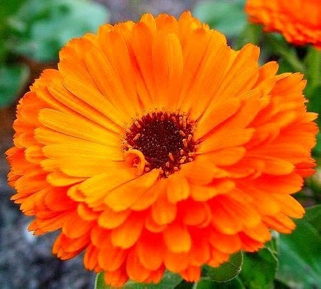 Semi di calendula - Calendula officinalis - 360 semi - 360 semi