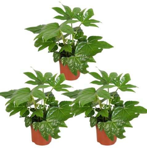 Pflanze Plus | Fatsia japonica (aralia del Giappone) | Lotto da 3 piante | Pianta da interno facile da curare