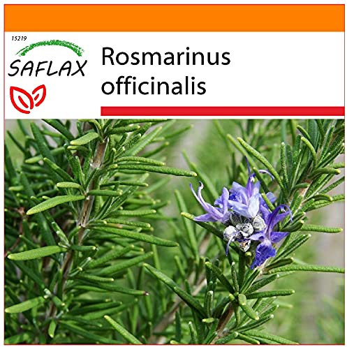 SAFLAX - Jardin dans le sac - Romarin - 100 graines - Rosmarinus officinalis