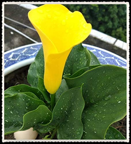 Calla bulbi-Raro e raro, facile da coltie grandi bulbi, piante in vaso, coltura del suolo, vasi fioriti in primavera-20 Bulbi,giallo