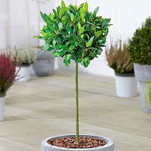 Árbol de Laurel de Cocina Estándar | Laurus 'Nobilis' | Arbusto de Patio Pequeño Resistente, Aromático y Siempreverde | Especimen de Hierba de Grado Premium