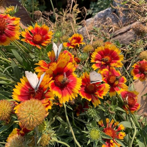 kokardenblume gartenblumen, kräuterpflanzen gaillardia frühlingsblume, wildblumensamen hochbeet blumenwiese mehrjährig balkon 800samen