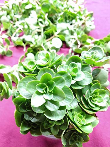PLAT Firma Germinazione dei Semi: 30 + talee di Sedum Ternatum Freddo Hardy Zone 3-9 succelents boschi Stonecrop