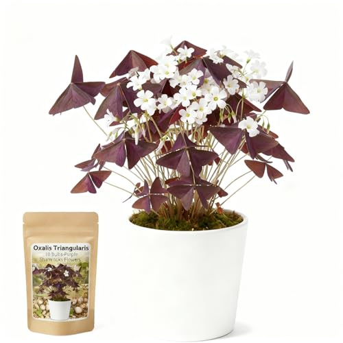 10 Bulbs Oxalis Triangularis, Purple Shamrocks Flowers for Home Garden Indoor Outdoor Planting, Easy Care