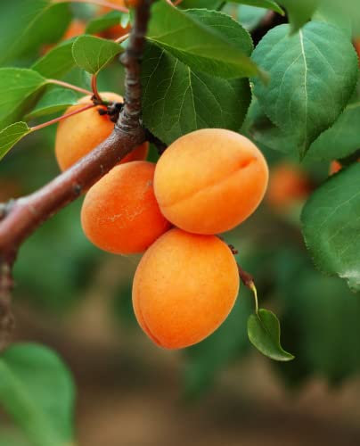 Pianta di Albicocco 'Cibo del Paradiso' - Tardivo - vaso Ø 20 cm - H. 150/180 cm