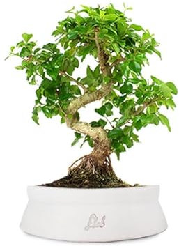 Ligustro Bonsai Altezza 40 cm, Pianta Vera, Pianta da Interno e Esterno - Vaso Artigianale in Terracotta - Bianco Space