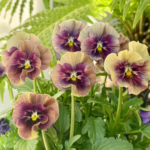 semi di viola del pensiero - selvatici, aiuola rialzata, balcone decorazione resistente biologici 350pcs