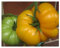 PREMIER SEEDS DIRECT Tomato - Brandywine Yellow - 50 Finest Seeds