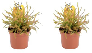2 x Plants - Sundew - Drosera capensis - Cape Sundew, Carniverous Plant - Hardy Perennial in 9cm Pot