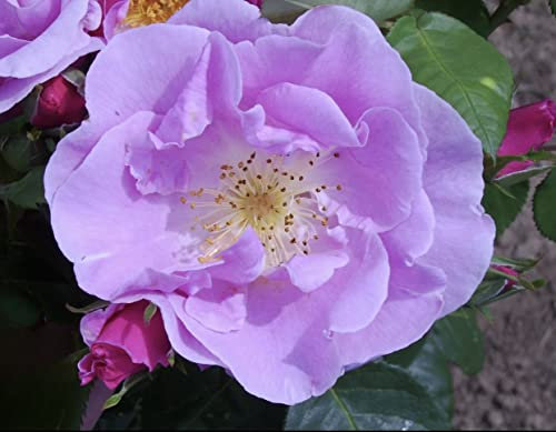 'Lucky' Potted Rose - Sweetly Scented Light Pink & Lilac Blooms - Floribunda Rose - 4 Litre Pot - Lovely Gift Idea