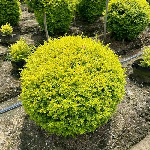 semillas de seto de aligustre - Balcón jardín semillas verdes Decoración parterres elevados oficina hoja perenne 70pcs
