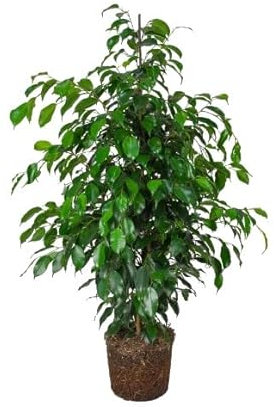 DECOALIVE Ficus Benjamina Verde Árbol de Interior Natural +100cm de Altura