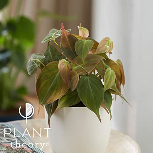Plant Theory 10cm Philodendron Scandens Micans Sweetheart Plant HeartLeaf Indoor Plant 12cm Pot