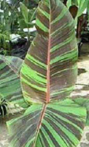 BANANE - Musa sikkimensis Manipur 10 graines