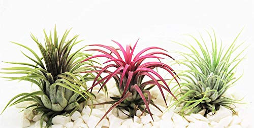 Biotope Aquatics Ltd - Air Plants Tillandsia x 3 - Ionantha Scaposa Red, Green & Rubra - Live Plant for Terrarium Vivarium Office House Plant Decoration