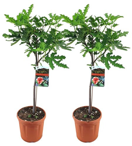 Bloomique - Lot de 2 - Ficus Carica ‘Brown Turkey’ - Figuier - Arbre fruitier - Plantes de jardin - Résistant au gel - 80-100 cm de haut - Pot 21 cm