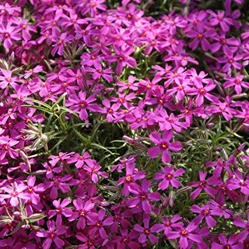 12 unità Phlox Subulata 'Atropurpurea' - Phlox Subulata 'Atropurpurea' - Muschio di Phlox Vaso 9x9cm ±1 m² - Phlox con Fiori Viola e Crescita Rigogliosa