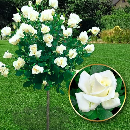 Rose ad alberello - Alta 120 cm - Ideale per balconi, terrazze e piccoli giardini - Adatta per vasi e in terra (Pascali)