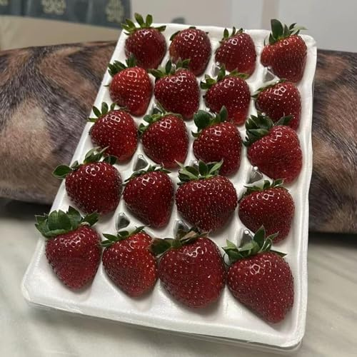 120 piezas semillas fresas jardín de madroño de jardín perennes resistentes