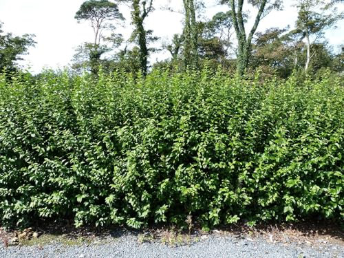 25 Green Privet Hedging Ligustrum Plants Hedge 40-60cm,Quick Growing Evergreen, Bare Root 3fatpigs®