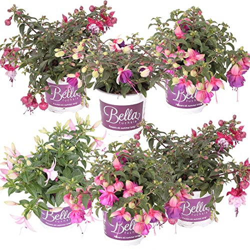 6xFuchsia Bella Mix - Bell Plant Hanging - Plante annuelle - ⌀10.5 cm - 15-20 cm